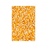 Premium-quality White Corn Available For