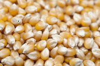 White Corn For Popcorn, Bakery, And