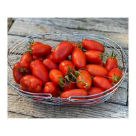 High-quality Fresh Tomatoes Available For