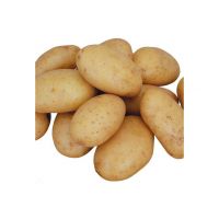 Fresh potatoes for sale in bulk at a wholesale price