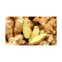 Premium Fresh Ginger For Restaurants And