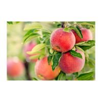Organic Red Apples For Health-conscious