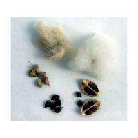 Fresh Cotton Seeds For Oil Extraction