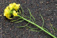 Premium-quality Rapeseed For Oil Extraction