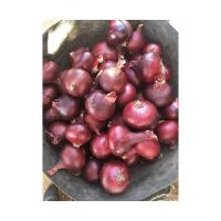High-quality Red Onions For Supermarkets