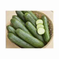 Fresh Cucumbers Available For Sale In
