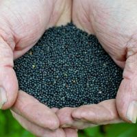 Non-GMO Rapeseed For Health-conscious