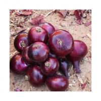 Non-GMO Red Onions For A