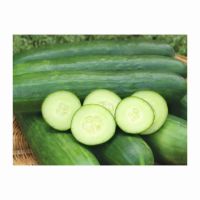 Greenhouse-grown Cucumbers For Consistent Quality
