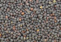 Rapeseed Available For Sale In Bulk