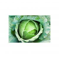 Organic Cabbage For Markets And Food