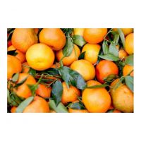 Fresh Oranges for sale in wholesale price