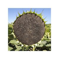 Sunflower Seeds For Sale In Wholesale