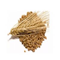 Organic Barley Malt For Brewing And