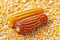 Yellow Corn