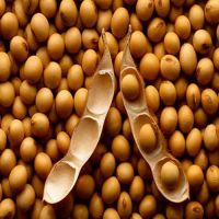 Soybeans