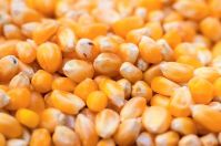 Corn (Maize)