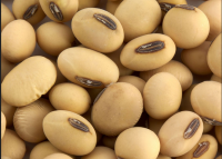 Soya Beans