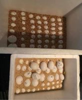 fertile and candle tested parrot birds chicken ducks eggs