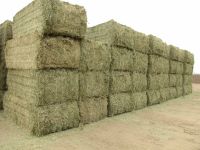 Alfalfa hay pellets for use as animal feed for cattle and other farm animals high quality wholesale prices alfalfa pellets