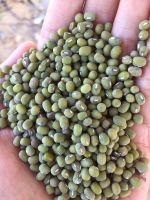 green mung beans