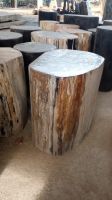 Petrifiedwood Stol