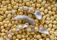 Soybeans