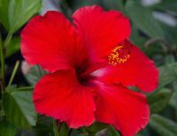 Hibiscus Flowers