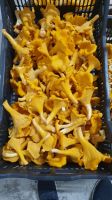 Chanterelles Mushroom