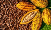 Cocoa Beans