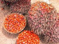 oil Palm fruit