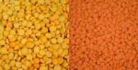 yellow lentils