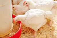 High Quality Chicken Feed/Starter/Grower