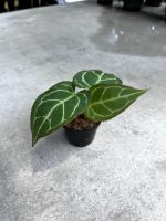 Anthurium Crystallinum