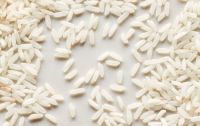 504 Rice Grains