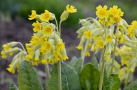 Cowslip (dried plant) - Primula Officinalis