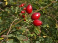 Dog Rose (dried fruit) Rosa Canina