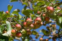 European crab apple (dried fruit) Malus Sylvestris