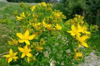 Perforate St Johns -wort (dried plant) Hypericum Perforatum