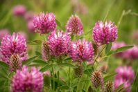 Red clover (dried plant) Trifolium pratense