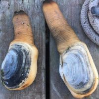 Live & Frozen Geoduck Clams