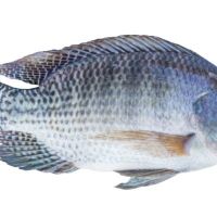 Frozen Black Tilapia