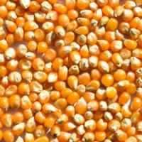 Argentinian Mushroom Popcorn Kernels