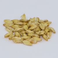 Malted Barley