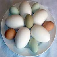 Hatching Chicken Eggs Cobb 500