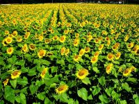 Quality sunflower seed