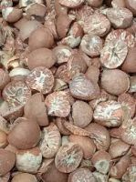 Betel Nuts