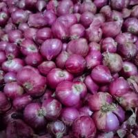 Red Shallot