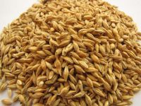 Animal Grade Pearl Barley Barley Malt Natural Extract or Human and Animal