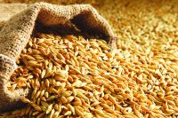 Animal Feed Barley Wheat Bran at factory price Barley